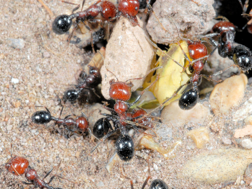 Insetto rosso nero e sollevamento pesi